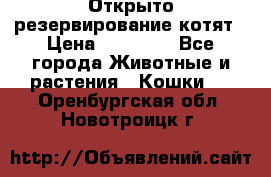 Открыто резервирование котят › Цена ­ 15 000 - Все города Животные и растения » Кошки   . Оренбургская обл.,Новотроицк г.